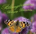 Pillangóvarázs - Pillangóröptetés Pillangóvarázs - Pillangóröptetés